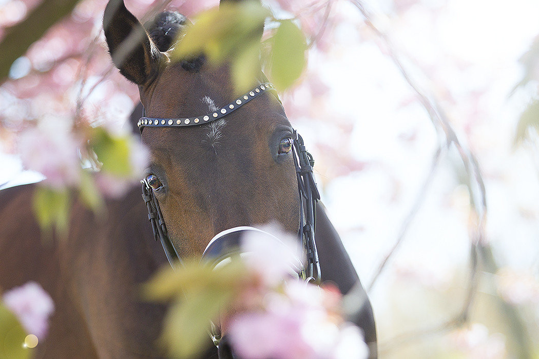 Browbands